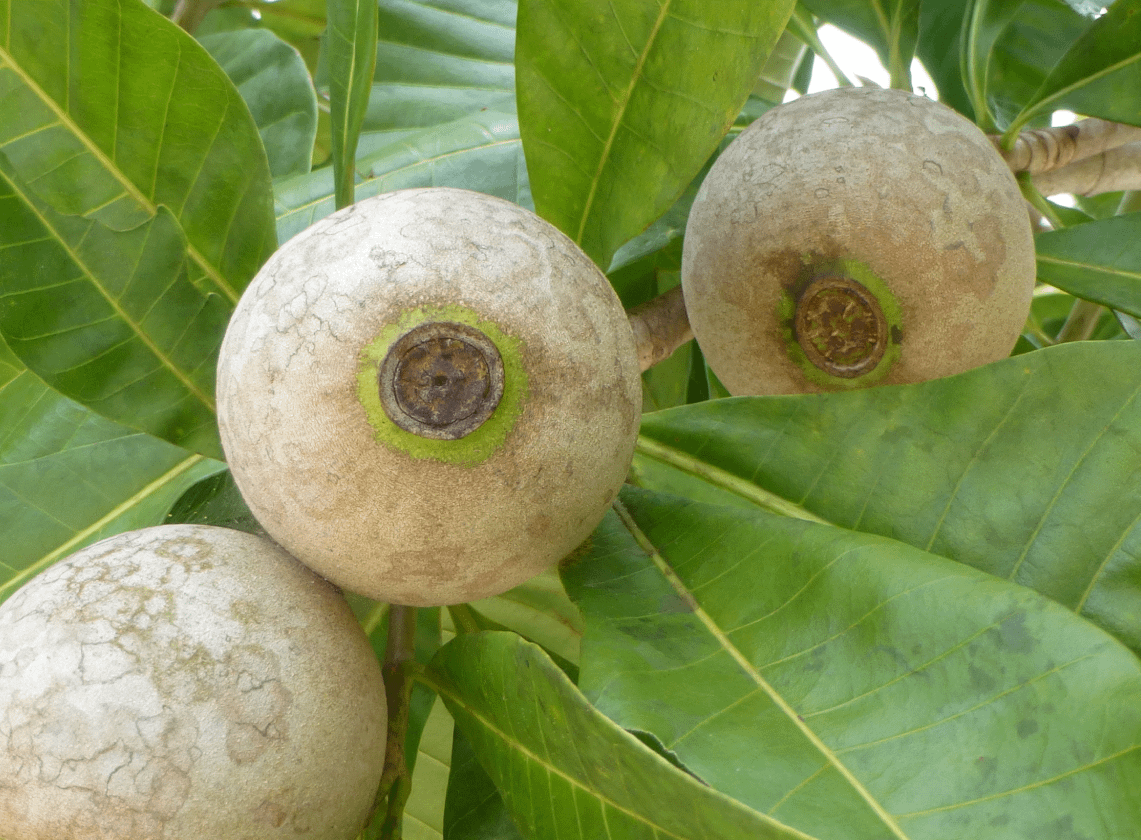 huito-tree