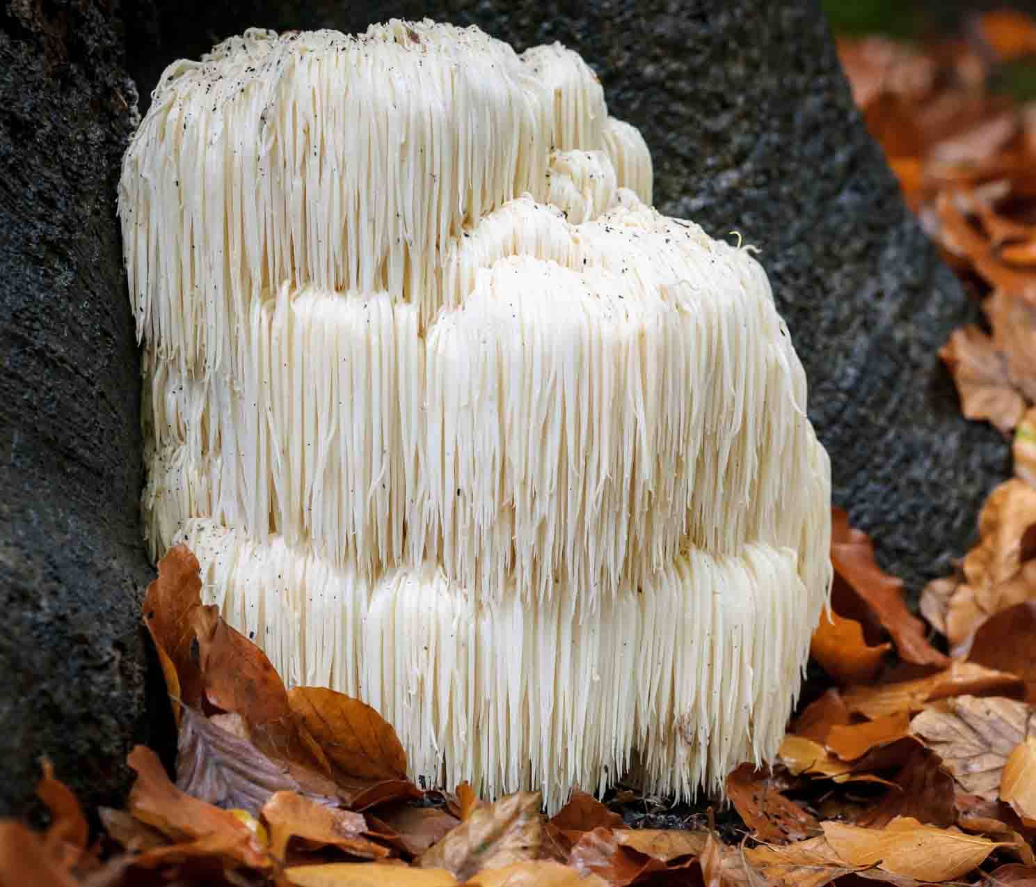 dreamstime_m_102652703 Lion’s Mane