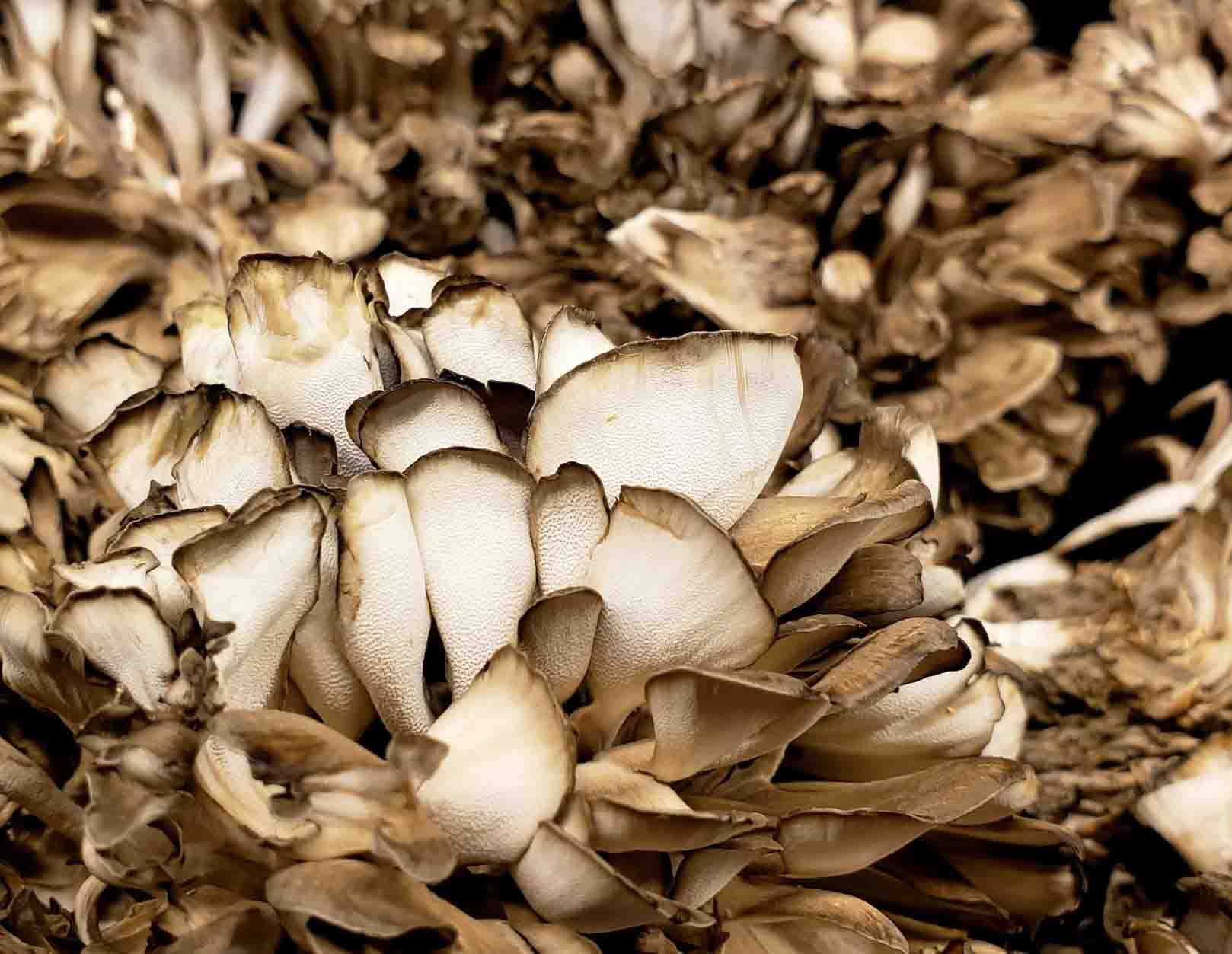 dreamstime_m_173519385 Maitake