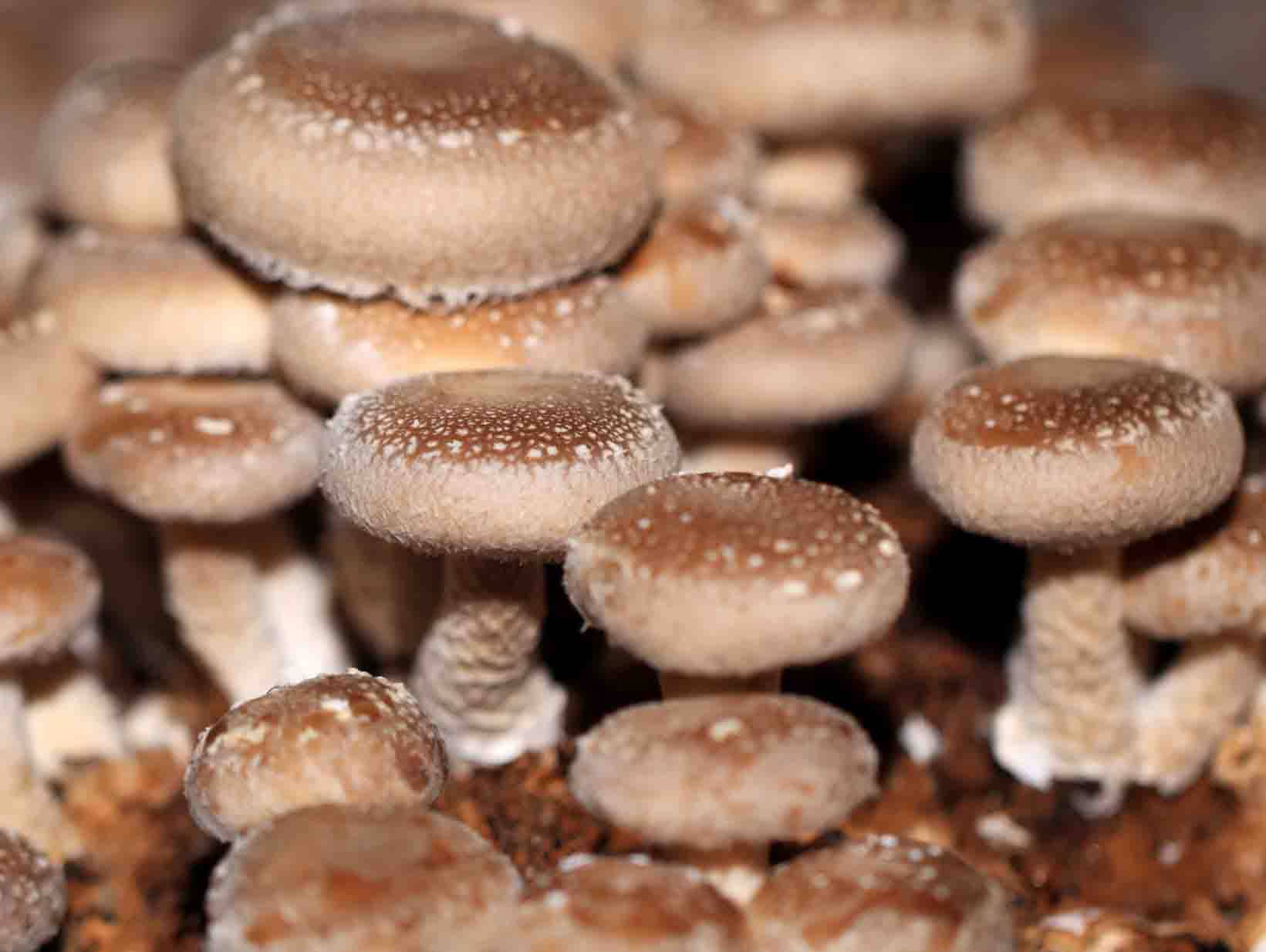 dreamstime_m_73366217 Shiitake