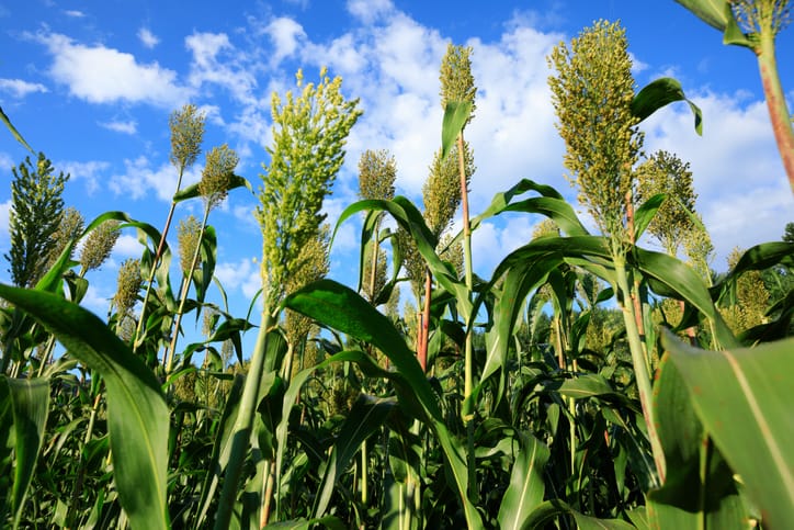 Jowar grain sorghum growing at farm field